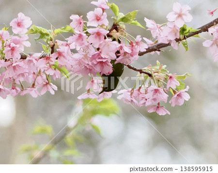 桃紅色Kawazu櫻花和白尾鹿 桃紅色Kawazu櫻花和白尾鹿 138595915