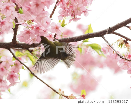 繡眼鳥玩弄盛開的櫻花 繡眼鳥玩弄盛開的櫻花 138595917