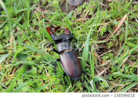 Stag beetle is climbing in green grass. Big insect with great horns 138596018