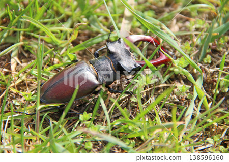 Stag beetle is climbing in green grass. Big insect with great horns Stag beetle is climbing in green grass. Big insect with great horns 138596160