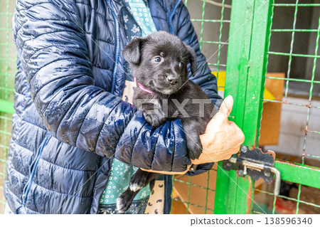 Puppy little dog in hands Puppy little dog in hands 138596340
