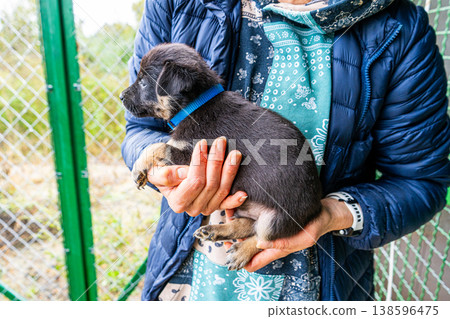Puppy little dog in hands Puppy little dog in hands 138596475