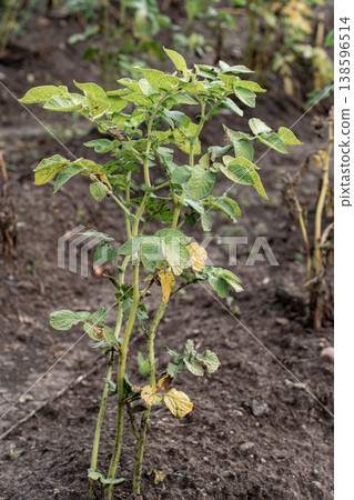 Potato plant leaves displaying signs of blight or disease, with yellowing dark spots affecting agricultural crop. Crop infections, farming Potato plant leaves displaying signs of blight or disease, with yellowing dark spots affecting agricultural crop. Crop infections, farming 138596514