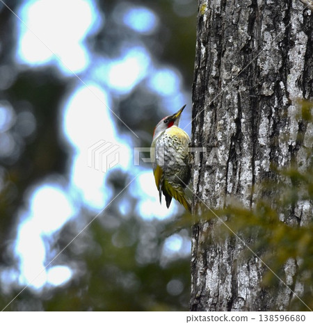 野生鳥 綠 啄木鳥 野生鳥 綠 啄木鳥 138596680