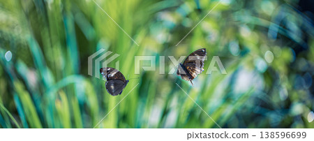 Two butterflies flying tropical foliage blur background serene sunlight nature outdoors Two butterflies flying tropical foliage blur background serene sunlight nature outdoors 138596699