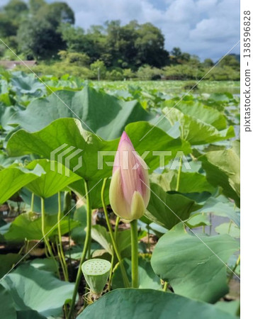 Lotus flower buds and a pond landscape Lotus flower buds and a pond landscape 138596828