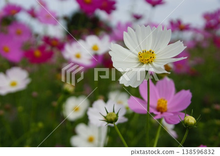 波斯菊領域的白色波斯菊 波斯菊領域的白色波斯菊 138596832
