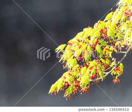 Autumn leaves and green leaves swaying in the gentle spring sunlight Autumn leaves and green leaves swaying in the gentle spring sunlight 138596910
