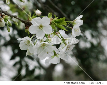 Oshima cherry tree 138596930