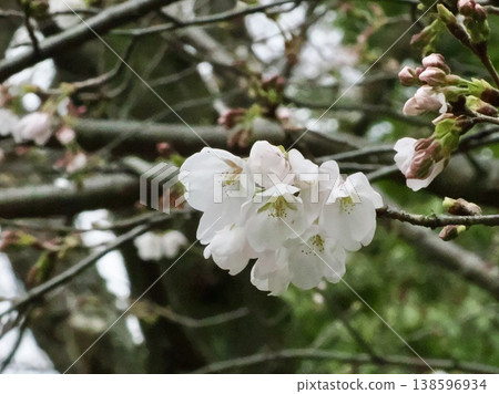 Cherry Blossoms Cherry Blossoms 138596934