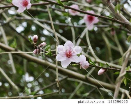 Cherry Blossoms Cherry Blossoms 138596935
