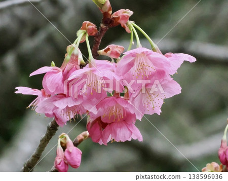 Cherry Blossoms Cherry Blossoms 138596936
