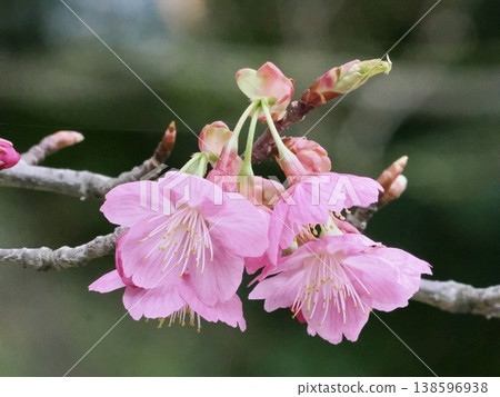 Cherry Blossoms Cherry Blossoms 138596938