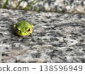 一隻小青蛙坐在石頭上 138596949