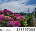 藍天下，住宅區景色中，繡球花盛開。 138597008