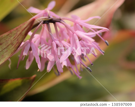 3月盛開的聖女花 138597009