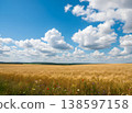 A tranquil landscape of lush wheat fields and a blue sky. 138597158