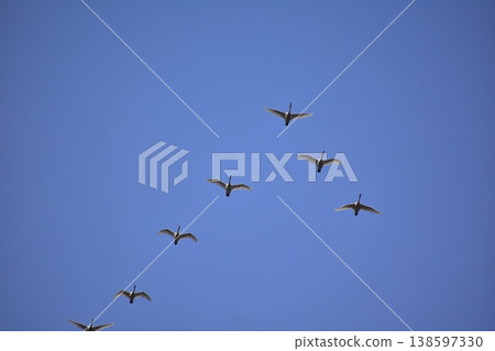 Blue sky and swan Blue sky and swan 138597330