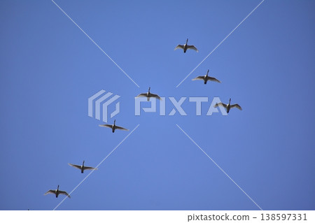 Blue sky and swan Blue sky and swan 138597331