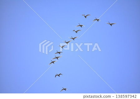 Blue sky and swan Blue sky and swan 138597342