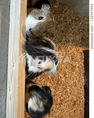 A heartwarming scene of many guinea pigs huddled together. 138597404