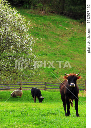 A big bull is grazing on a green lawn. Bull standing on the farm field A big bull is grazing on a green lawn. Bull standing on the farm field 138597462