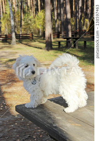 Maltipoo puppy posing. Small Maltese dog playing outdoors. Family pet Maltipoo puppy posing. Small Maltese dog playing outdoors. Family pet 138597463
