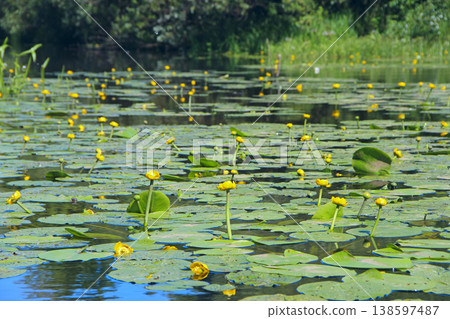Beautiful white water lilies with green leaves bloom on the surface of the river. 138597487