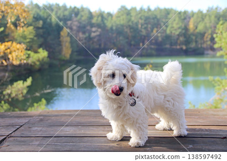 Maltipoo puppy posing. small Maltese dog playing outdoors. Family pet Maltipoo puppy posing. small Maltese dog playing outdoors. Family pet 138597492