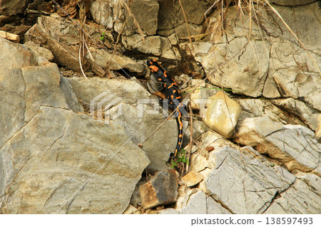 Salamandra salamandra living near of mountains river. Wild animal Salamandra salamandra living near of mountains river. Wild animal 138597493