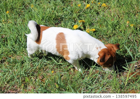 Purebred Jack Russel Terrier dog outdoors on is looking for something in grass Purebred Jack Russel Terrier dog outdoors on is looking for something in grass 138597495