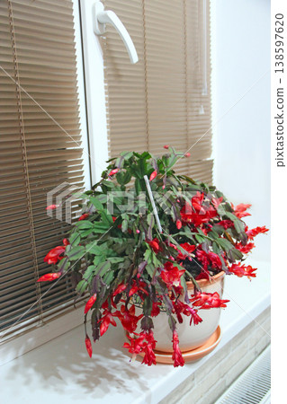 Beautiful red flowers of Schlumbergera blooming on windowsill. Home flowers Beautiful red flowers of Schlumbergera blooming on windowsill. Home flowers 138597620