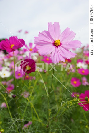 Cosmos shining in the autumn sky Cosmos shining in the autumn sky 138597692