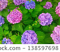 Bright hydrangea 138597698