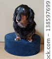 Sitting Dachshund 138597699