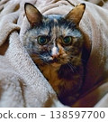 Staring cats cat 138597700