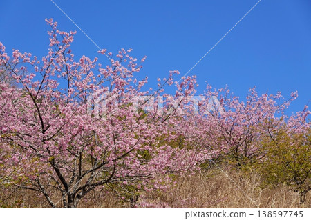 Kawazu cherry blossoms, cherry blossoms and blue sky Kawazu cherry blossoms, cherry blossoms and blue sky 138597745