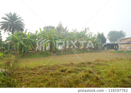 Lush green banana trees and palm groves in a misty rural village landscape Lush green banana trees and palm groves in a misty rural village landscape 138597762