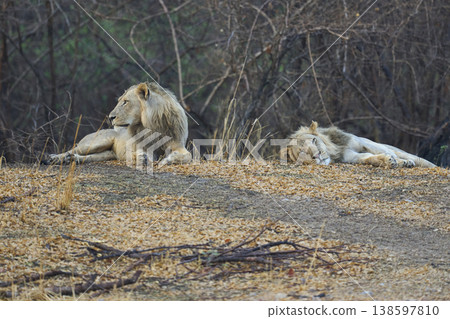 Male African Lions Male African Lions 138597810