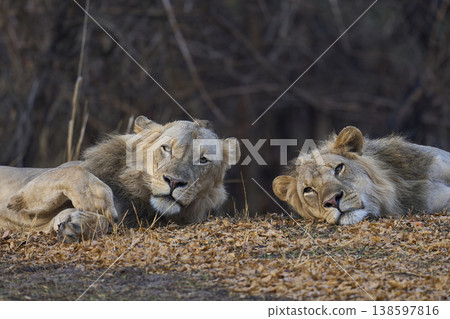 Male African Lions 138597816
