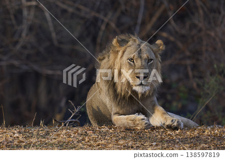 Male African Lions Male African Lions 138597819