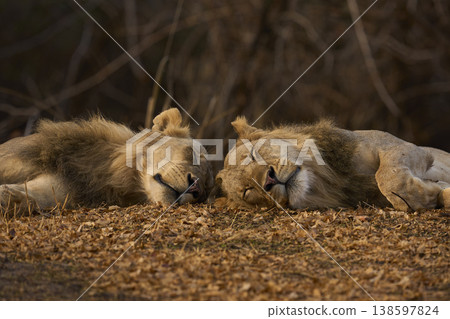 Male African Lions 138597824