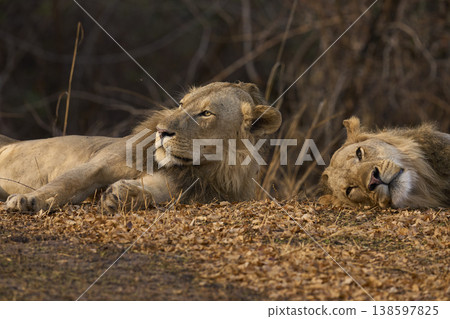 Male African Lions Male African Lions 138597825
