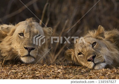 Male African Lions Male African Lions 138597827