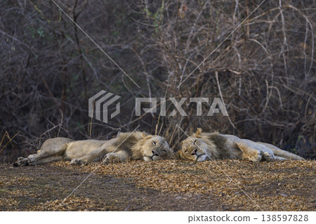 Male African Lions Male African Lions 138597828