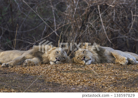 Male African Lions Male African Lions 138597829