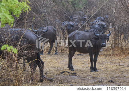Large herd of African Buffalo in the rain Large herd of African Buffalo in the rain 138597914