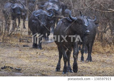 Large herd of African Buffalo in the rain Large herd of African Buffalo in the rain 138597915