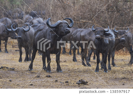 Large herd of African Buffalo in the rain Large herd of African Buffalo in the rain 138597917