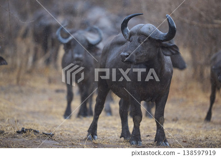 Large herd of African Buffalo in the rain Large herd of African Buffalo in the rain 138597919